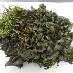 Leptogium acadiense thumbnail 4