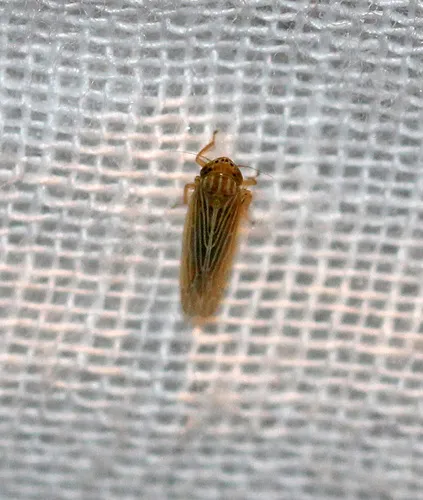 Graminella fitchii