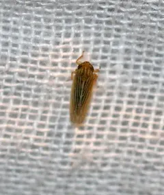 Graminella fitchii thumbnail 1