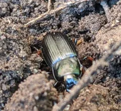 Cautious Harp Ground Beetle thumbnail 1
