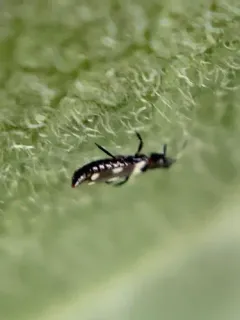 Aeolothrips melaleucus thumbnail 4