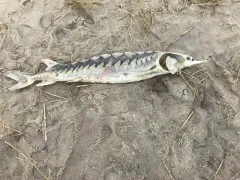 Atlantic Sturgeon thumbnail 2