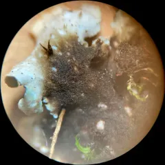 concentric pelt lichen thumbnail 4
