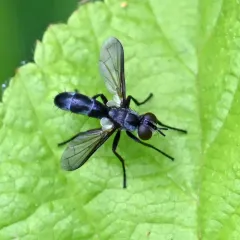 Cylindromyia propusilla thumbnail 4
