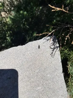 Cyrtopogon princeps thumbnail 3