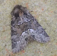 Marbled Minor thumbnail 3