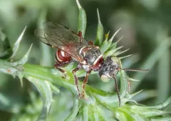Clypeadon laticinctus thumbnail 2