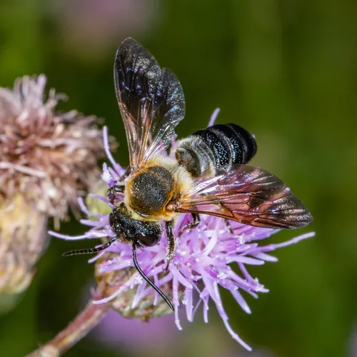Sculptured Resin Bee