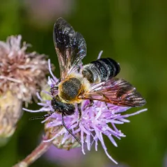 Sculptured Resin Bee thumbnail 1