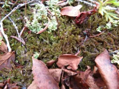 Floerke's Pawwort thumbnail 1