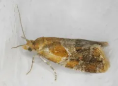 Aethes interruptofasciata thumbnail 1
