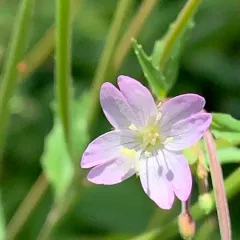 Broad-leaved Willowherb thumbnail 3