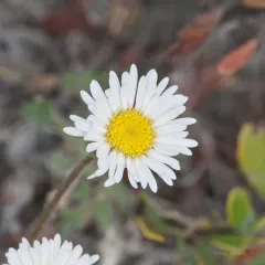 cut-leaf fleabane thumbnail 2