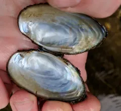 Rainbow Mussel thumbnail 2