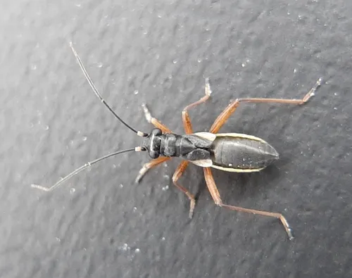 Pithanus maerkelii