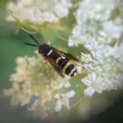 Leucospis affinis thumbnail 4