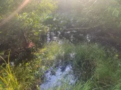 water howellia thumbnail 3