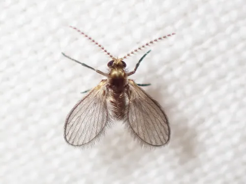 Trichomyia nuda