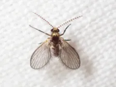 Trichomyia nuda thumbnail 1
