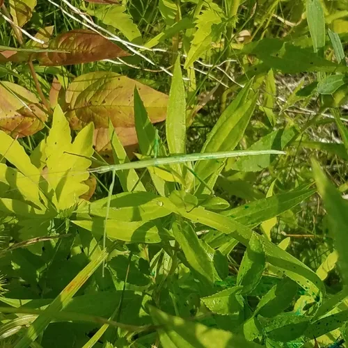 Blatchley Walkingstick