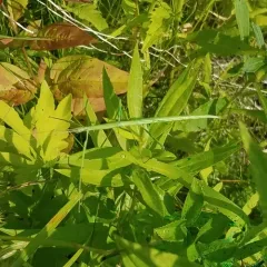 Blatchley Walkingstick thumbnail 1