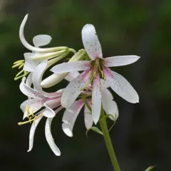 Washington lily thumbnail 3