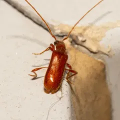 Red Longhorned Beetle thumbnail 2