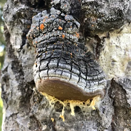 Aspen Bracket