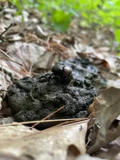 Coppery Dung Beetle thumbnail 4