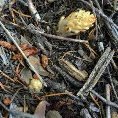 Fringed Pinesap thumbnail 3