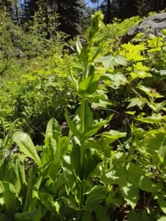 Umpqua green-gentian thumbnail 2