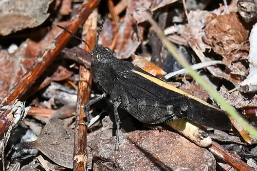 California Sulphur-winged Grasshopper