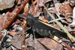 California Sulphur-winged Grasshopper thumbnail 1