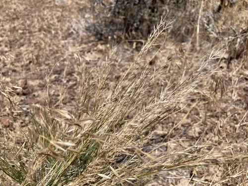 Webber's Needle Grass