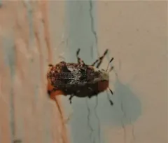 Rustic Fungus Weevil thumbnail 2