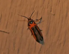Kermes Scale Moth thumbnail 2