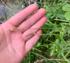 prairie sedge thumbnail 3