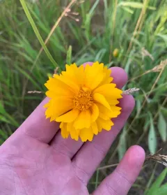 large-flowered tickseed thumbnail 3