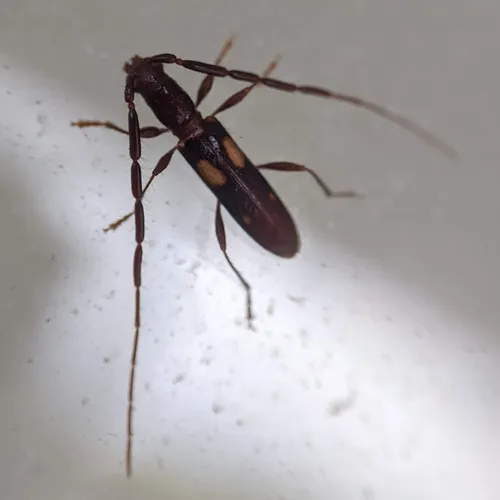 Four-spotted Hickory Borer