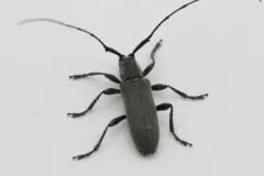 Soybean Stem Borer thumbnail 3