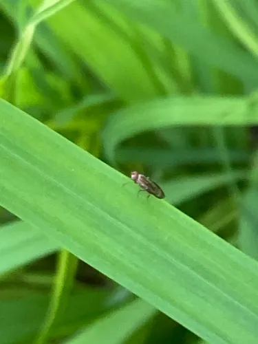 Opomyza germinationis