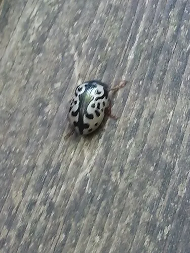 Calligrapha ignota