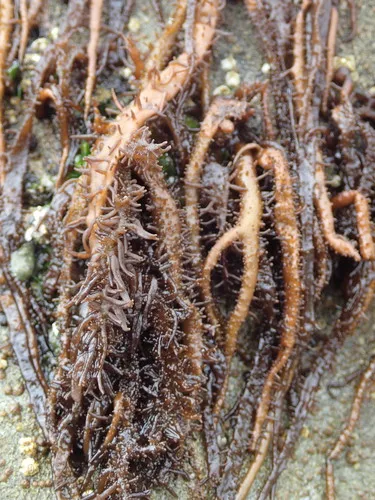 Hairy Seaweed