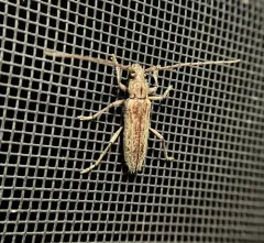 Spined Oak Borer thumbnail 2