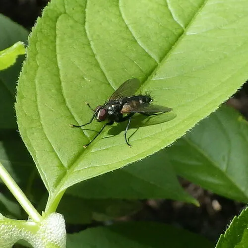 Thelaira americana