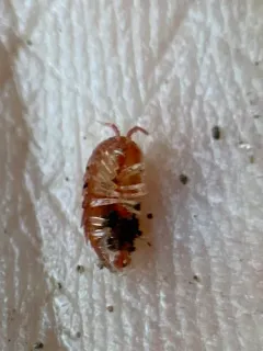 Rosy Woodlouse thumbnail 2