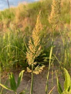 Plains Reedgrass thumbnail 3