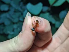 Brick Carpenter Ant thumbnail 3