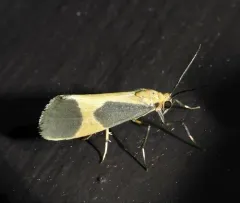 Pictured Lichen Moth thumbnail 2