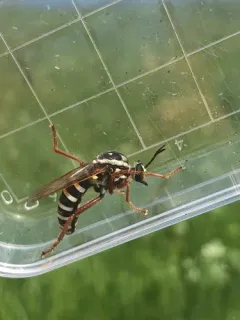 Ceraturgus cruciatus thumbnail 1